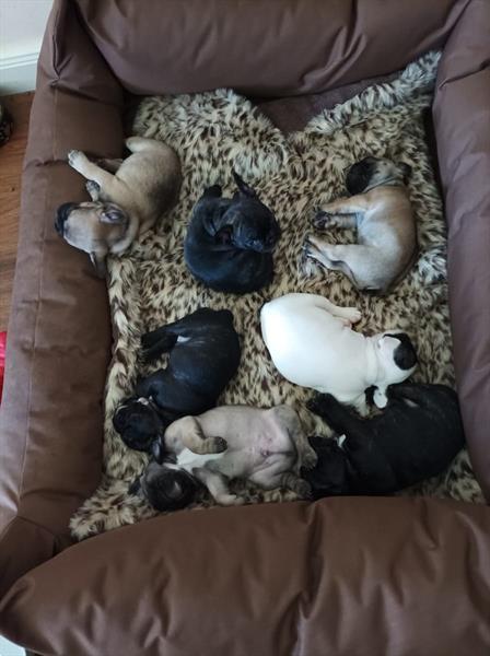 Grote foto mooie franse bulldog pups te koop dieren en toebehoren bulldogs pinschers en molossers