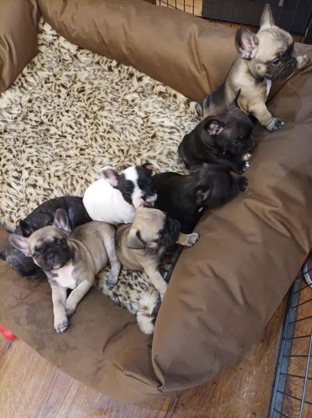 Grote foto mooie franse bulldog pups te koop dieren en toebehoren bulldogs pinschers en molossers