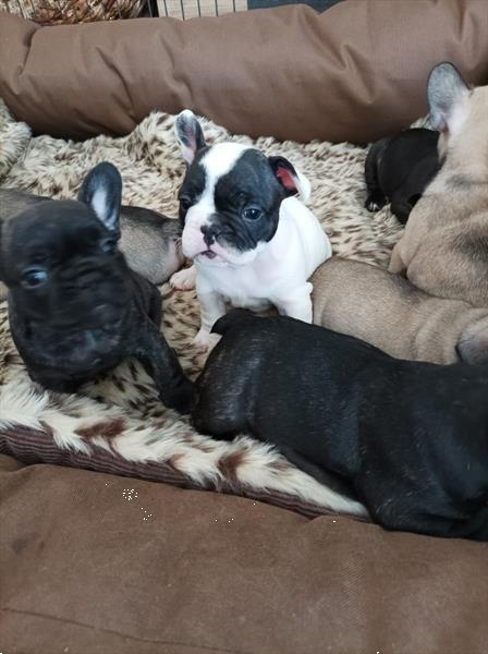 Grote foto mooie franse bulldog pups te koop dieren en toebehoren bulldogs pinschers en molossers