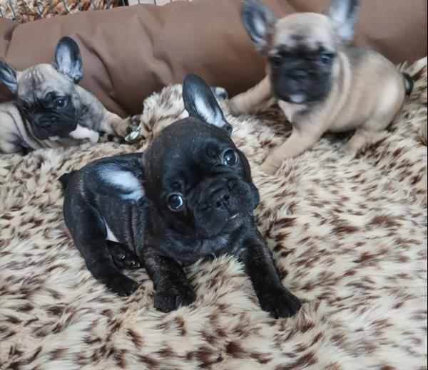 Grote foto mooie franse bulldog pups te koop dieren en toebehoren bulldogs pinschers en molossers