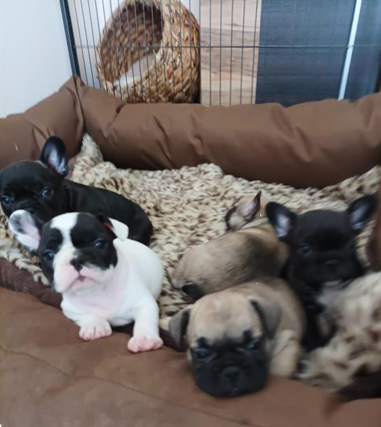 Grote foto mooie franse bulldog pups te koop dieren en toebehoren bulldogs pinschers en molossers