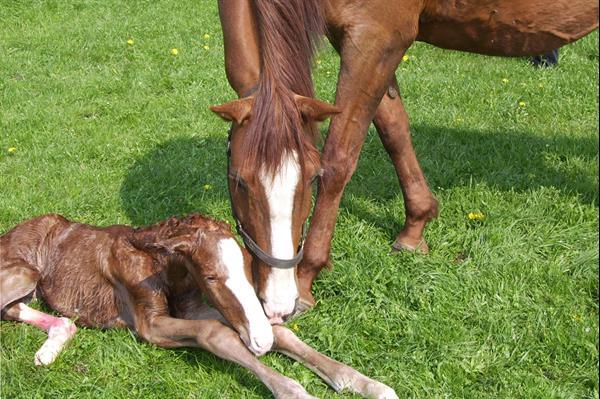Grote foto geboortemelder voor paard birth alarm gsm dieren en toebehoren overige toebehoren