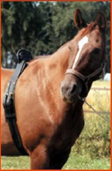 Grote foto geboortemelder voor paard birth alarm gsm dieren en toebehoren overige toebehoren
