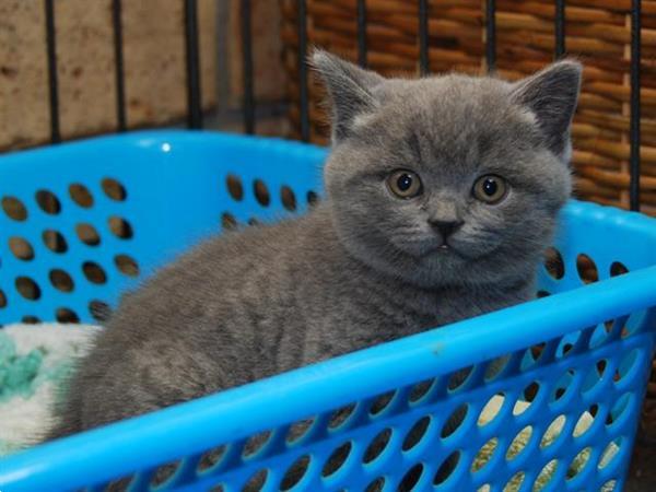 Grote foto 3 100 bsh blauw ogen dieren en toebehoren raskatten korthaar