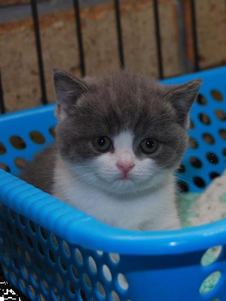 Grote foto 3 100 bsh blauw ogen dieren en toebehoren raskatten korthaar