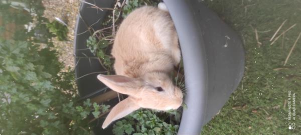 Grote foto mooie jonge gele vlaamse reuzen inge nt supertam dieren en toebehoren konijnen