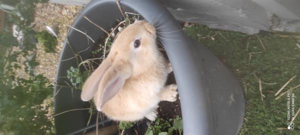 Grote foto mooie jonge gele vlaamse reuzen inge nt supertam dieren en toebehoren konijnen