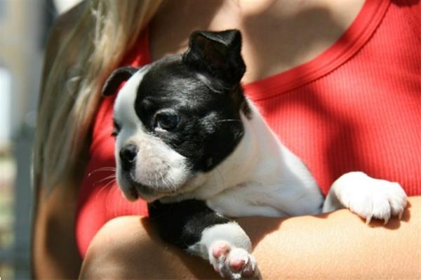Grote foto lieve franse bulldog pups te koop dieren en toebehoren hondenhokken en kooien