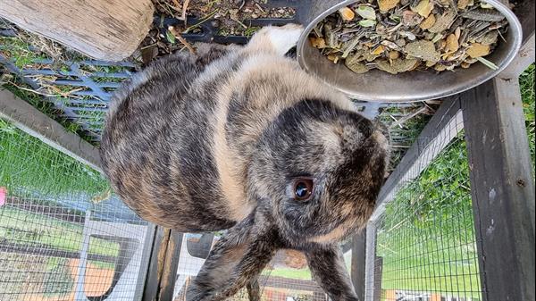 Grote foto gratis schattig en gezond bruin konijn afhalen. dieren en toebehoren konijnen