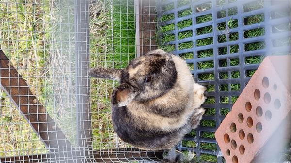 Grote foto gratis schattig en gezond bruin konijn afhalen. dieren en toebehoren konijnen