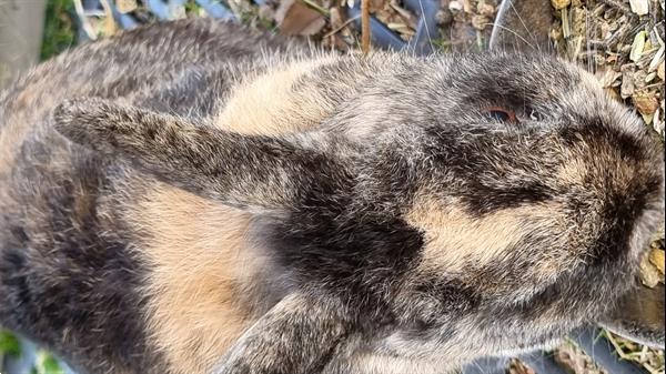 Grote foto gratis schattig en gezond bruin konijn afhalen. dieren en toebehoren konijnen