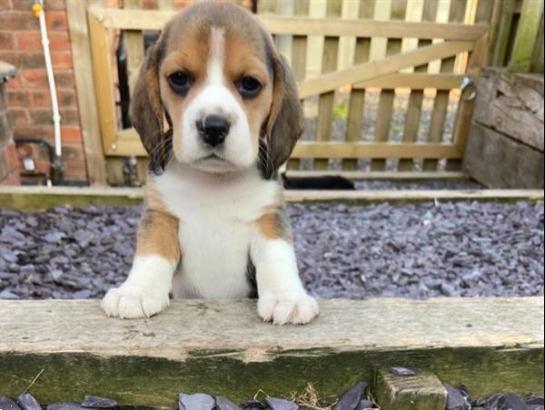 Grote foto mannelijke en vrouwelijke beagle puppy klaar dieren en toebehoren beagles bassets en lopende honden