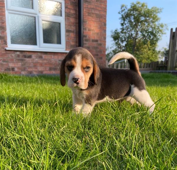 Grote foto mannelijke en vrouwelijke beagle puppy klaar dieren en toebehoren beagles bassets en lopende honden