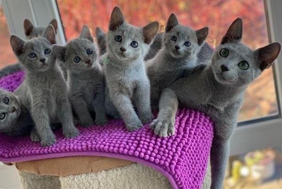 Blauwe Kittens te Koop Gevraagd | Katten