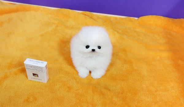 Grote foto micro theekopje pommeren puppy te koop dieren en toebehoren poolhonden keeshonden en oertypen