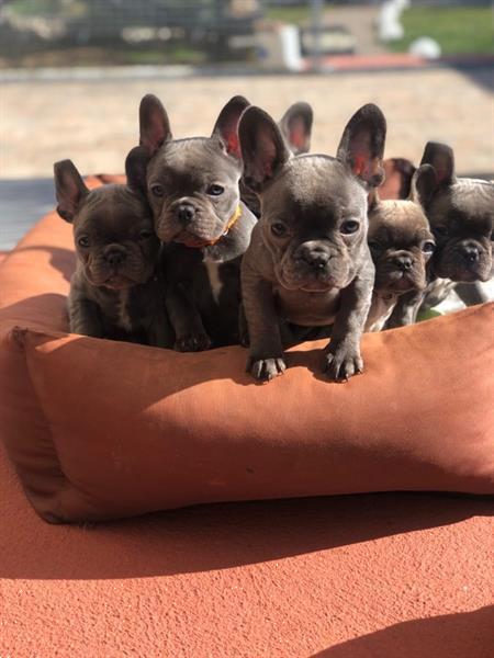 Grote foto huishoudelijk franse bulldog pups dieren en toebehoren bulldogs pinschers en molossers