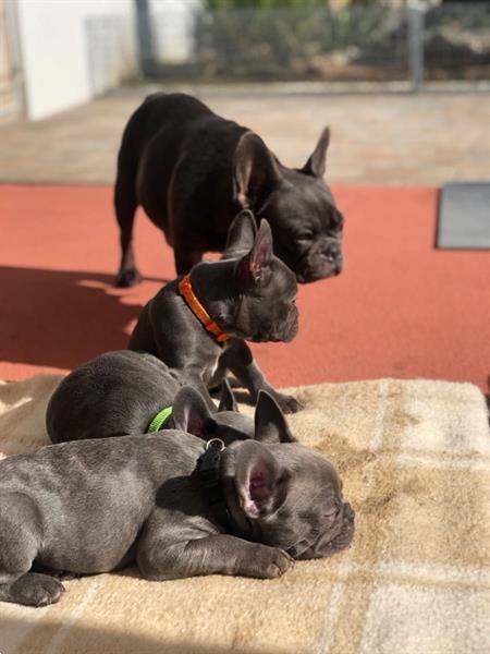 Grote foto huishoudelijk franse bulldog pups dieren en toebehoren bulldogs pinschers en molossers