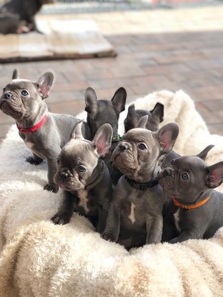 Grote foto huishoudelijk franse bulldog pups dieren en toebehoren bulldogs pinschers en molossers