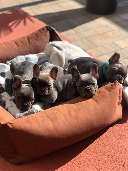 Grote foto huishoudelijk franse bulldog pups dieren en toebehoren bulldogs pinschers en molossers