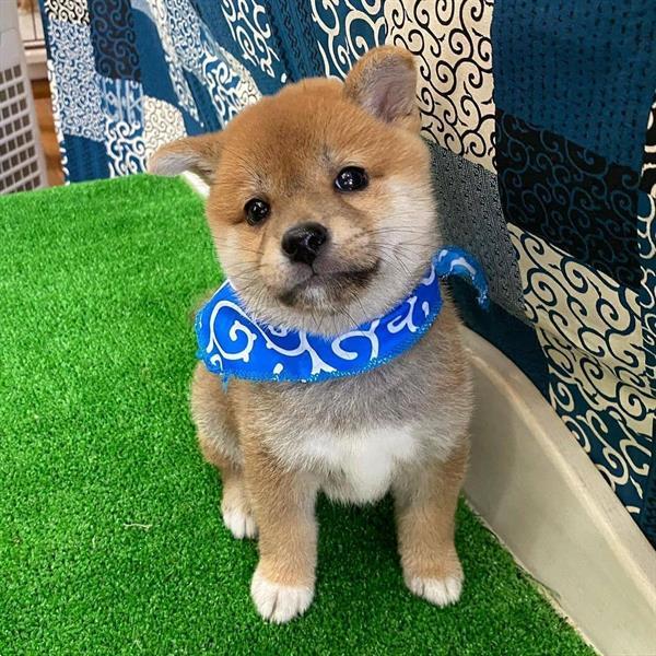 Grote foto rode shiba inu pups dieren en toebehoren overige honden