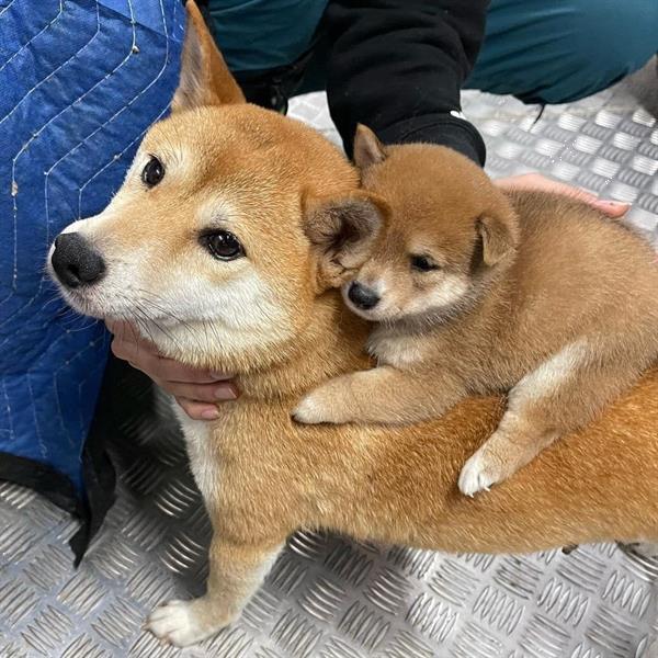 Grote foto rode shiba inu pups dieren en toebehoren overige honden