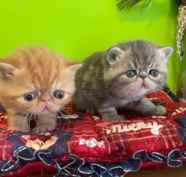 Grote foto 4 exotische korthaar kittens dieren en toebehoren raskatten korthaar