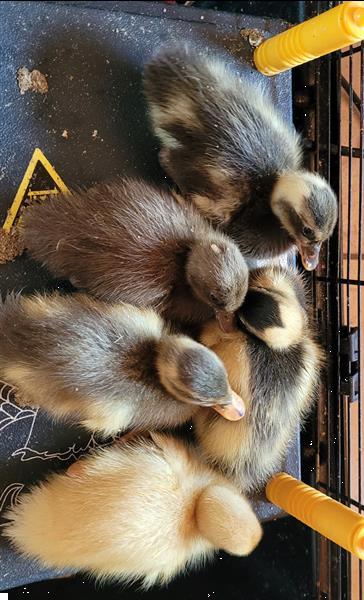 Grote foto indische loopeenden kuikens te koop dieren en toebehoren pluimvee