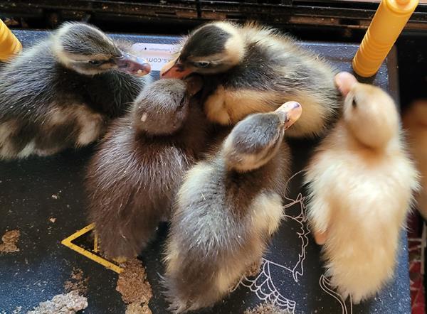 Grote foto indische loopeenden kuikens te koop dieren en toebehoren pluimvee