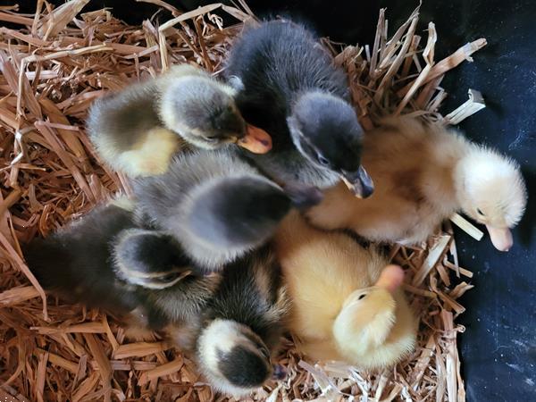 Grote foto indische loopeenden kuikens te koop dieren en toebehoren pluimvee