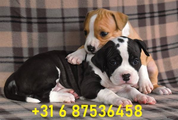 Grote foto schattige amstaff baby. dieren en toebehoren jack russells en terri rs