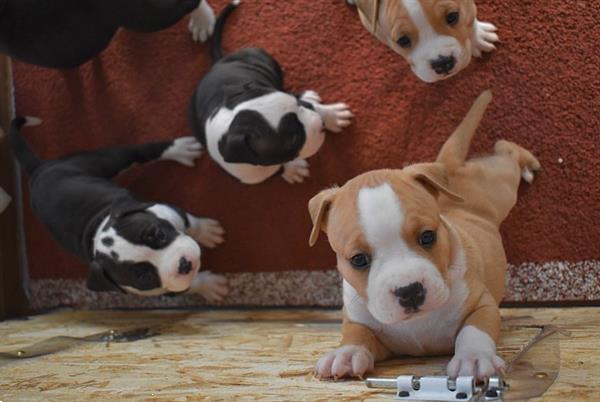 Grote foto schattige amstaff baby. dieren en toebehoren jack russells en terri rs