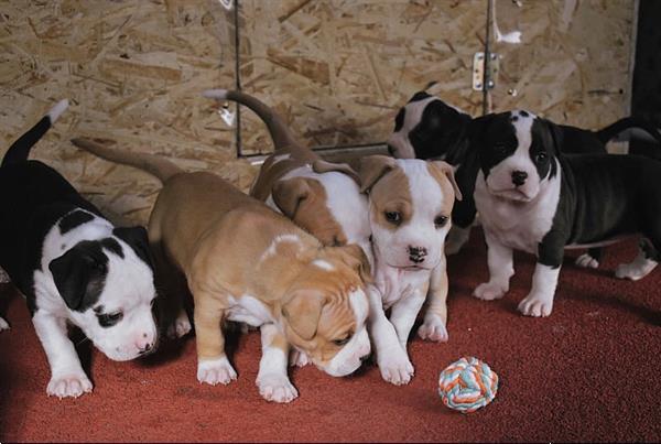 Grote foto schattige amstaff baby. dieren en toebehoren jack russells en terri rs