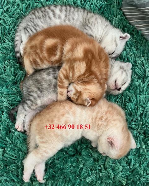 Grote foto prachtige scottish fold kittens dieren en toebehoren raskatten korthaar