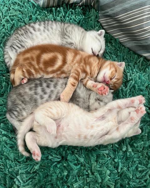 Grote foto prachtige scottish fold kittens dieren en toebehoren raskatten korthaar