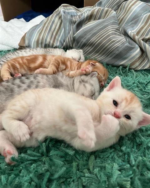 Grote foto prachtige scottish fold kittens dieren en toebehoren raskatten korthaar