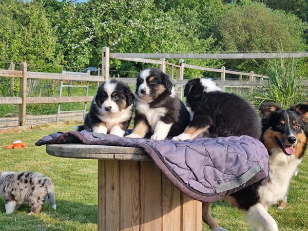 Grote foto australische herder australian shepherd pups dieren en toebehoren herdershonden en veedrijvers