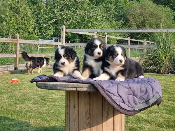 Grote foto australische herder australian shepherd pups dieren en toebehoren herdershonden en veedrijvers