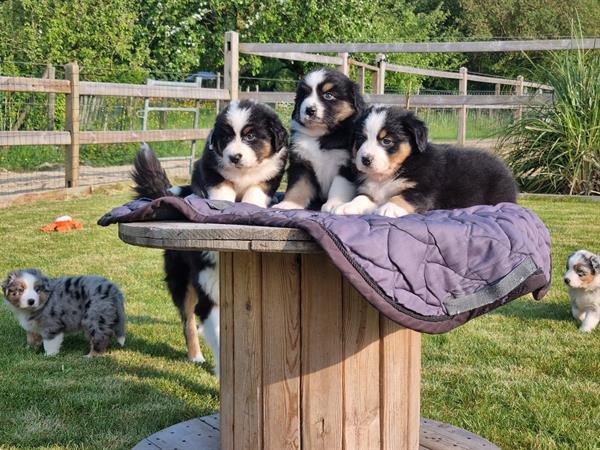 Grote foto australische herder australian shepherd pups dieren en toebehoren herdershonden en veedrijvers