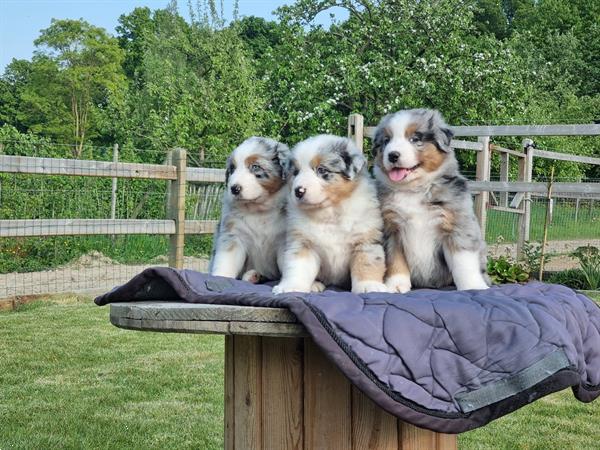 Grote foto australische herder australian shepherd pups dieren en toebehoren herdershonden en veedrijvers