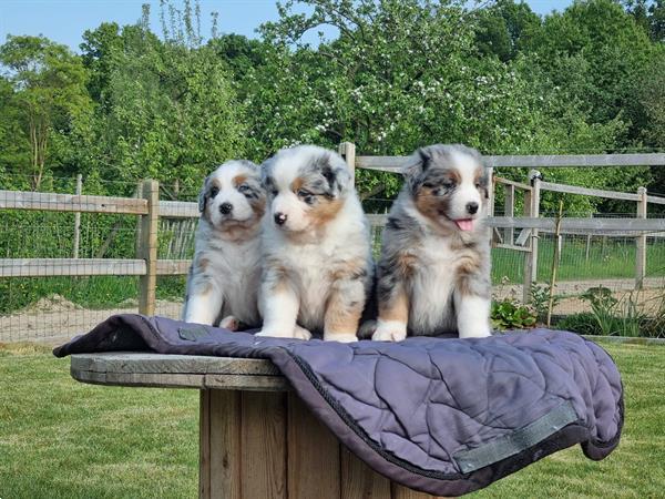 Grote foto australische herder australian shepherd pups dieren en toebehoren herdershonden en veedrijvers