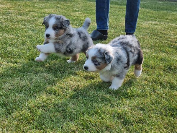 Grote foto australische herder australian shepherd pups dieren en toebehoren herdershonden en veedrijvers