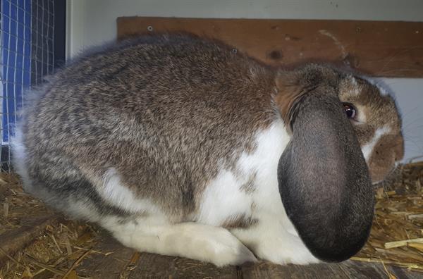 Grote foto franse hangoren dieren en toebehoren konijnen