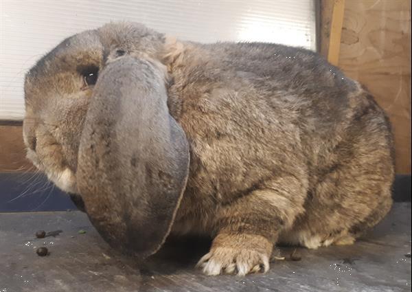 Grote foto franse hangoren dieren en toebehoren konijnen