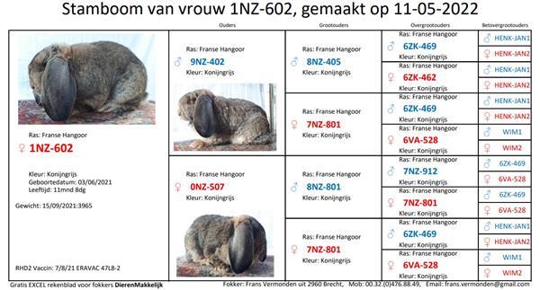 Grote foto franse hangoren dieren en toebehoren konijnen