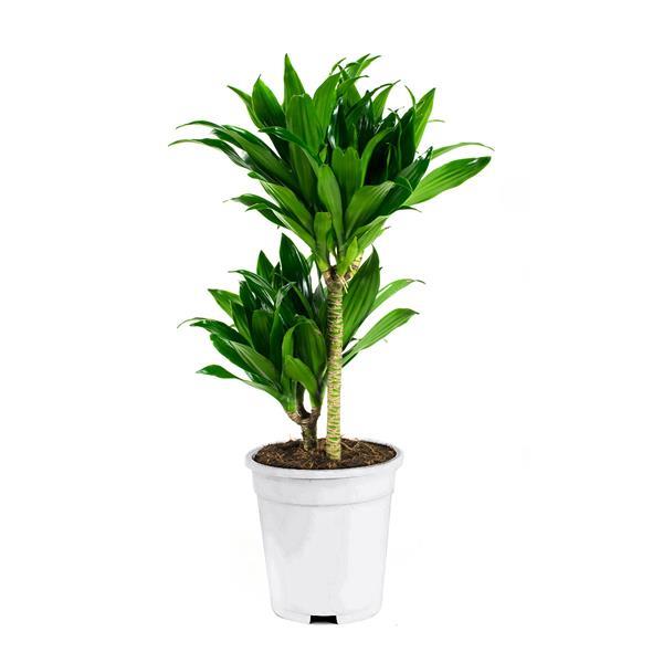 Grote foto dracaena fragans compacta dracaena tuin en terras sierplanten