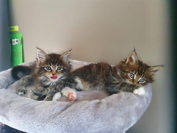 Grote foto maine coon kittens dieren en toebehoren poezen