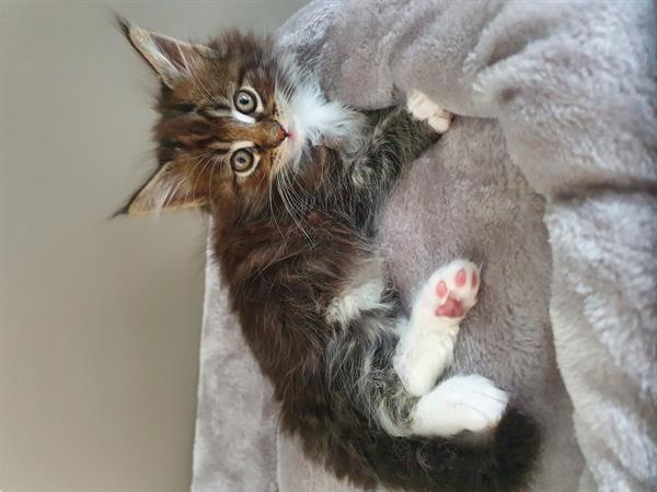 Grote foto maine coon kittens dieren en toebehoren poezen