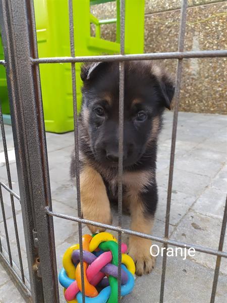 Grote foto kortharige duitse herder puppy dieren en toebehoren herdershonden en veedrijvers