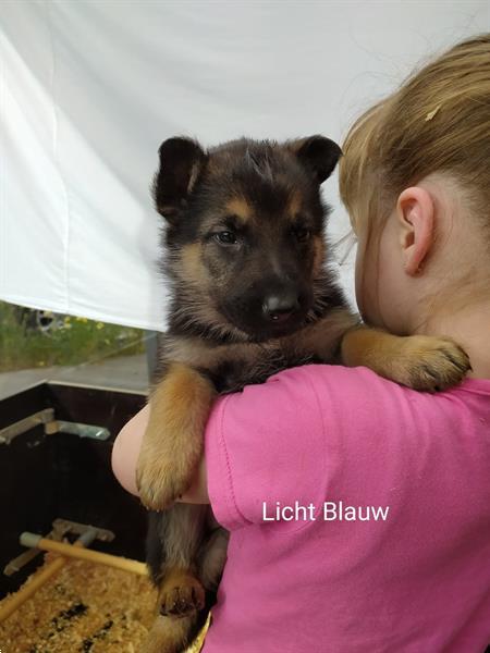 Grote foto kortharige duitse herder puppy dieren en toebehoren herdershonden en veedrijvers