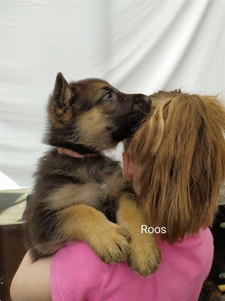 Grote foto kortharige duitse herder puppy dieren en toebehoren herdershonden en veedrijvers